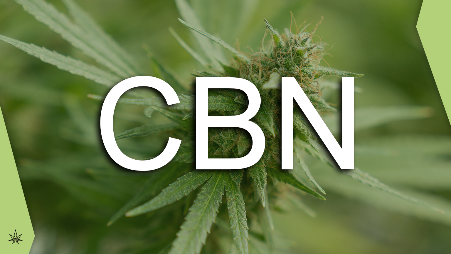 CBN cannabinol