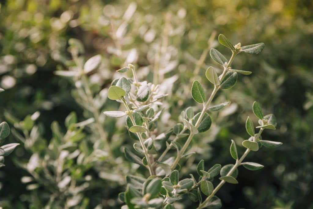 Natürliche Heilmittel gegen Krebs Artemisia Annua