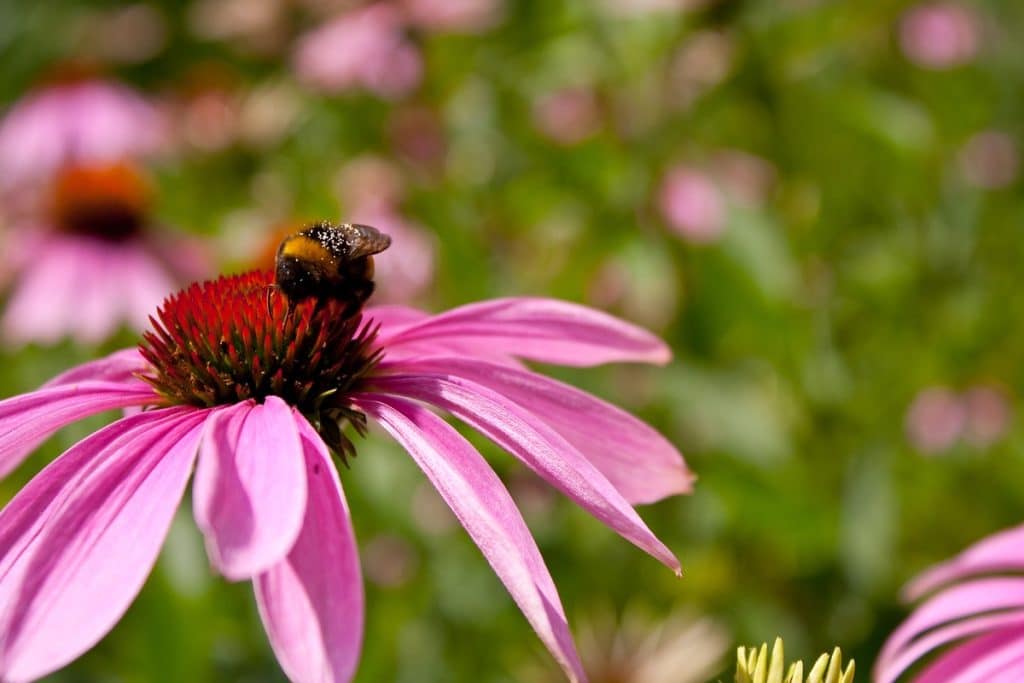 Natürliche Heilmittel gegen Krebs echinacea