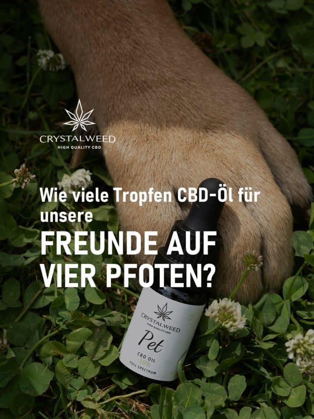 cbd-freunde-auf-vier-pfoten