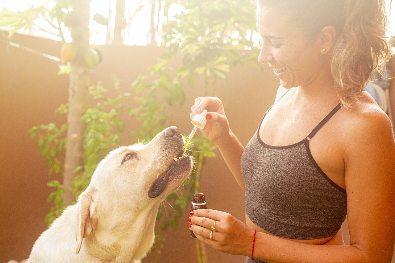 CBD-Öl für Tiere